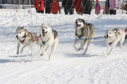 Lenk 2012 SM